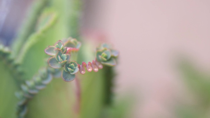 多肉植物