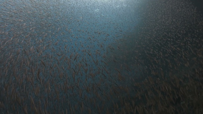 海洋里的鱼群