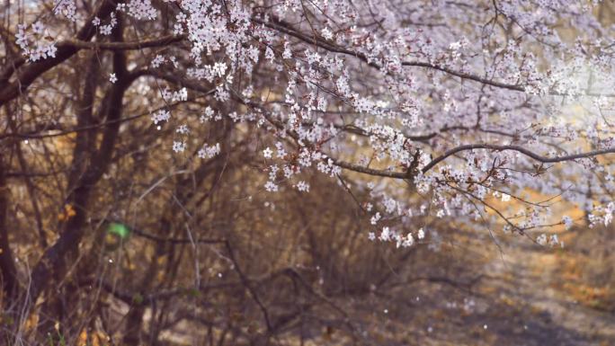 阳光下绝美的樱花树