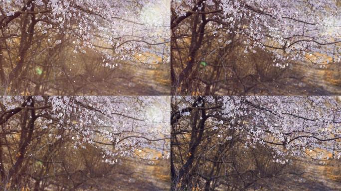 阳光下绝美的樱花树