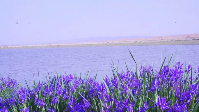 马兰花湖边马兰花湖水花草原沙漠