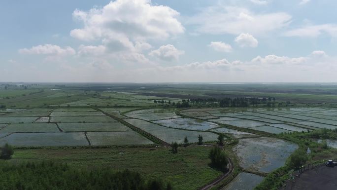 农场稻田水浇地乡村农业