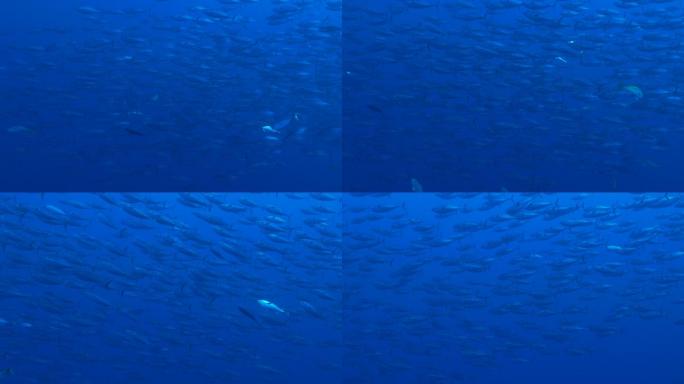 海底鱼群水中蓝色海中鱼儿