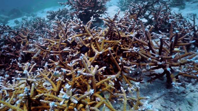 水下珊瑚苗圃珊瑚海浅海海底世界