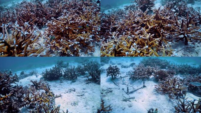 水下珊瑚苗圃珊瑚海浅海海底世界