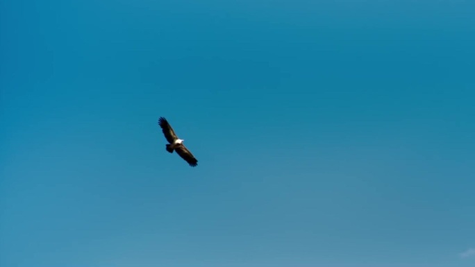 翱翔的鹰