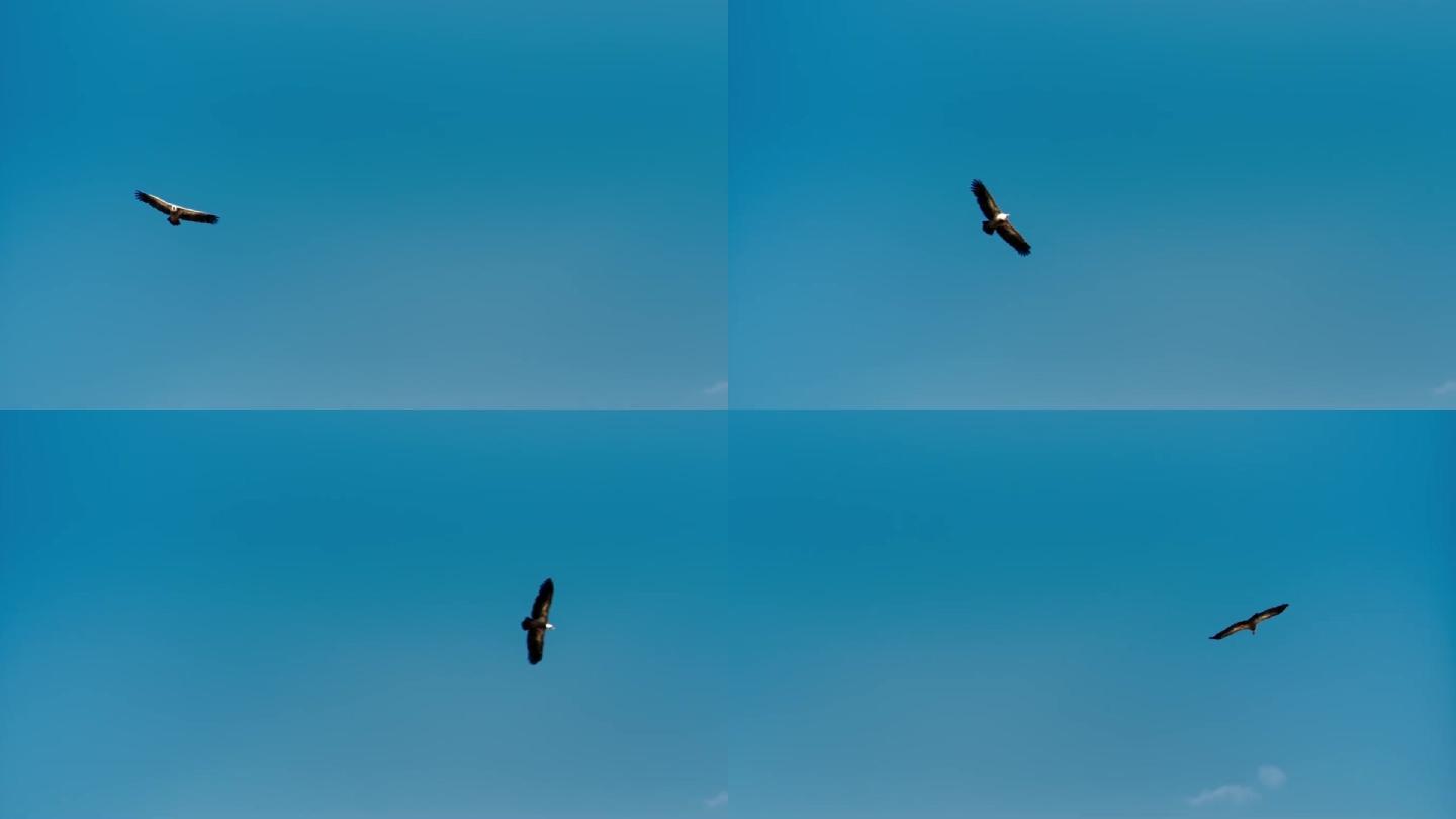 翱翔的鹰