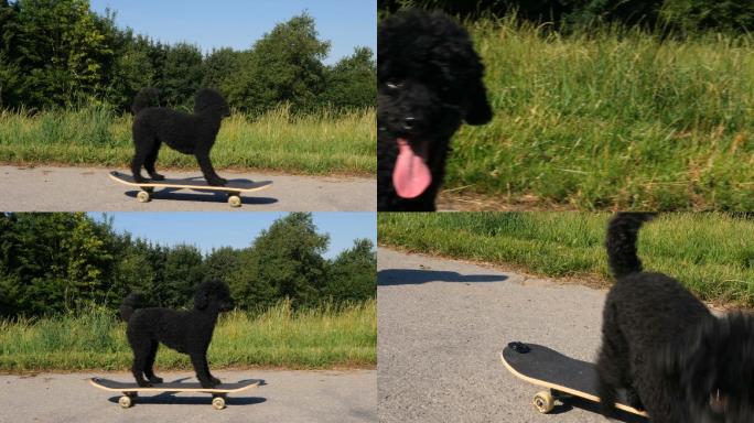在阳光明媚的日子玩滑板的狗