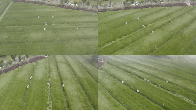 稻田和草拉菲草乡村农民收割