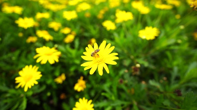 蜜蜂采蜜木春菊
