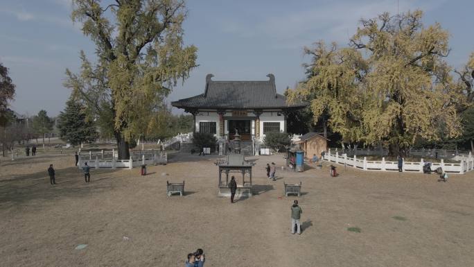 南京浦口普济寺银杏树