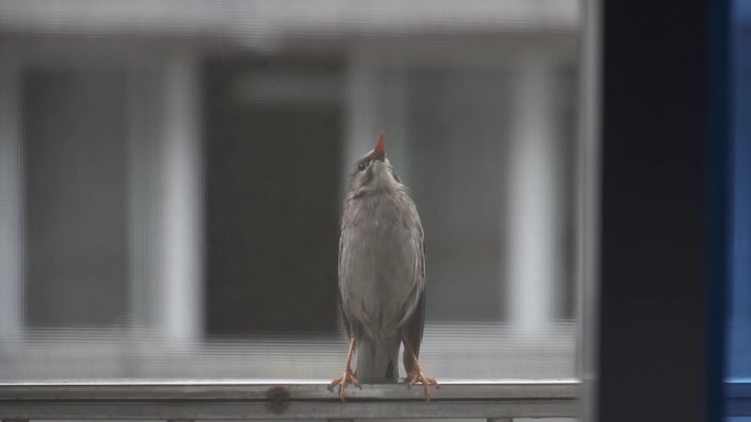 窗台停歇的小鸟