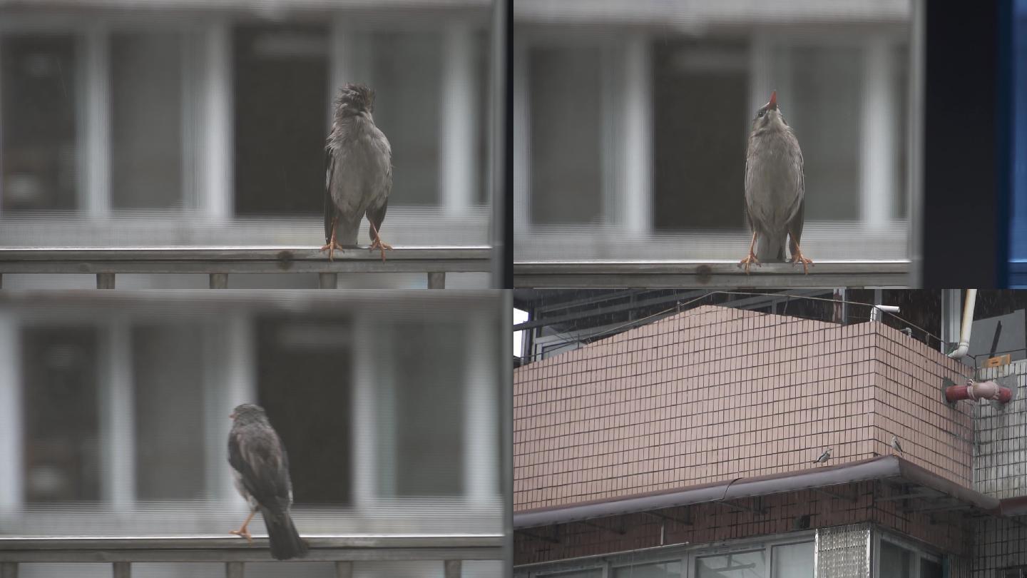 窗台停歇的小鸟