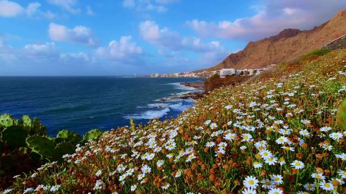 海岸边的花海