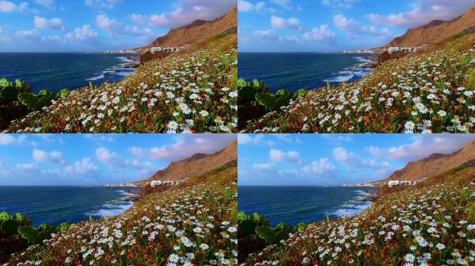 海岸边的花海