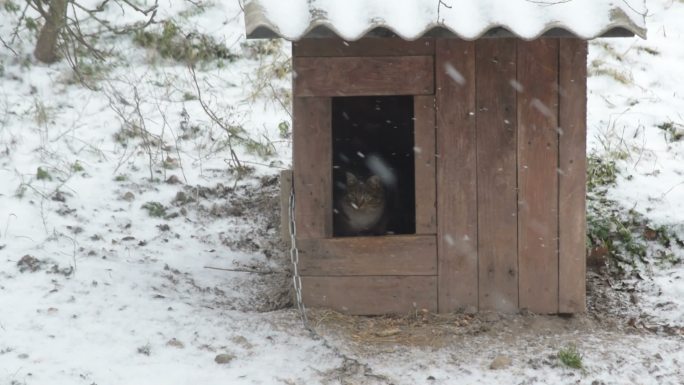 雪中的小狗小猫
