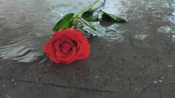 下雨天玫瑰掉落-分手-伤感视频