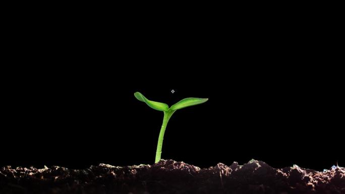 【带通道alpha】植物幼苗种子生根发芽