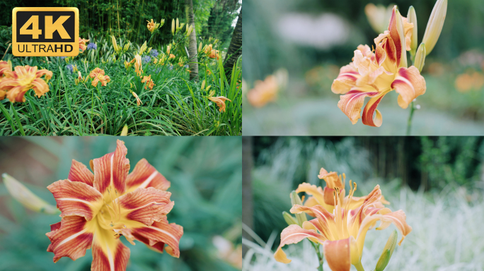 【4K】萱草花，萱草实拍素材