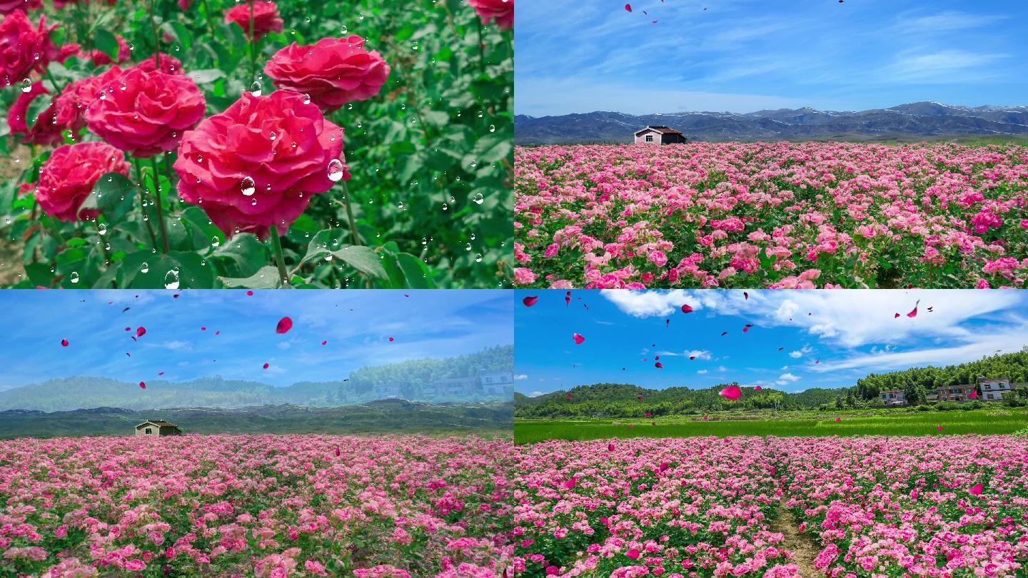月季花