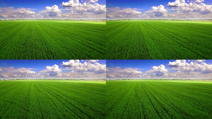 绿色麦田鸟瞰图绿色麦田生态农业发展粮食谷