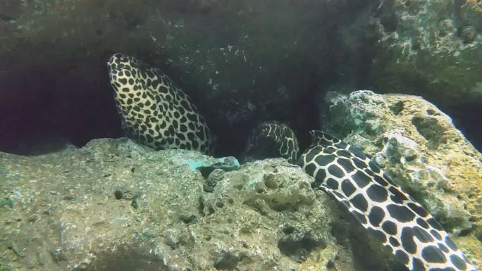 巨型海鳗