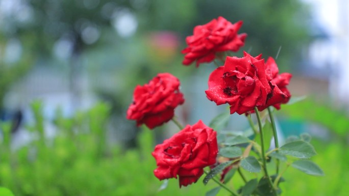 雨中月季  红月季 月季花 生命 成长