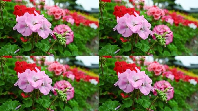 海棠花夏天春天浪漫花海1080p高清特写