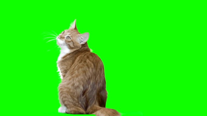 小猫绿屏抠像绿背景猫咪家猫