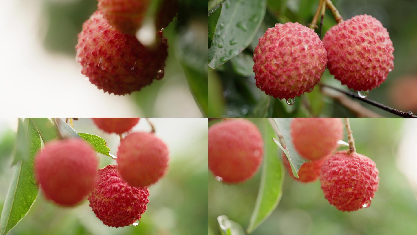 树上荔枝挂果荔枝特写荔枝果肉4k高清