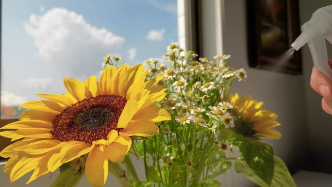 【原创】给花洒水-向日葵洋甘菊