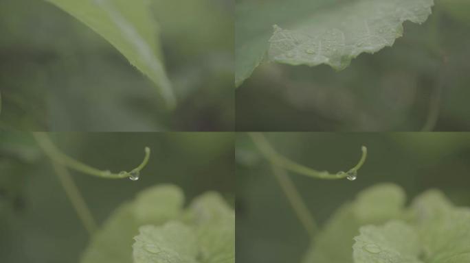 草露水植物3