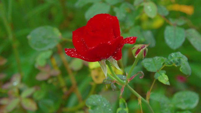 生长的玫瑰花