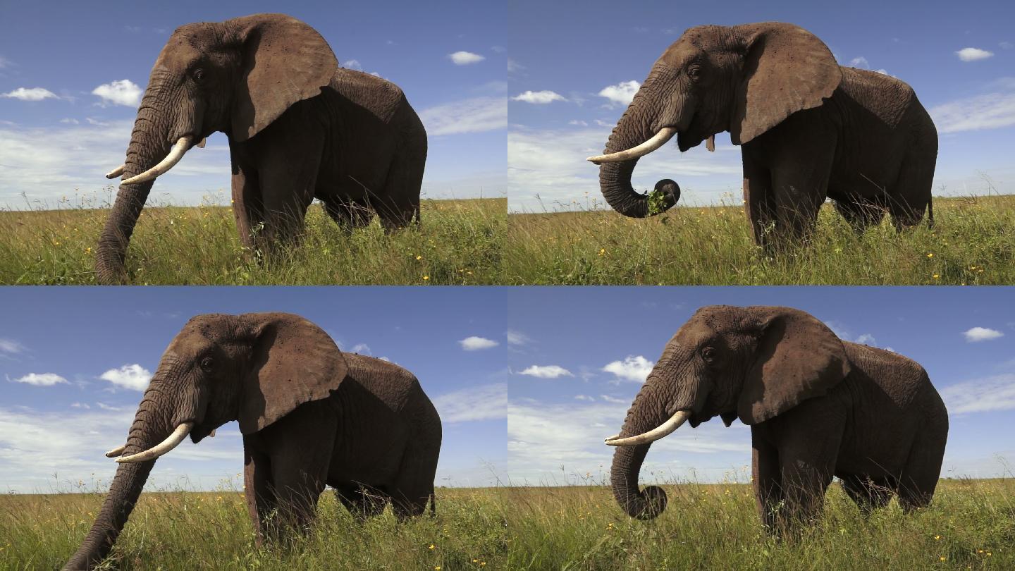 在吃草的大象大象吃草觅食象牙野生大象保护