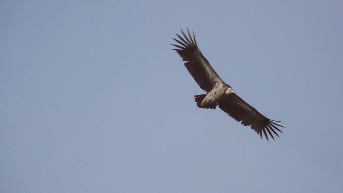 巨大的秃鹫在飞行