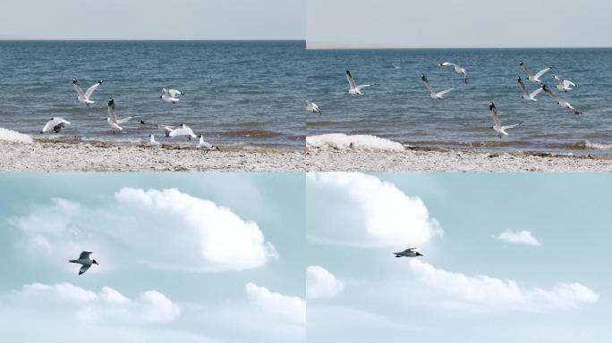 海鸥在湖边飞行