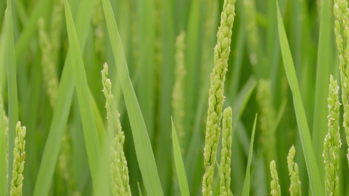 4K-农业稻子