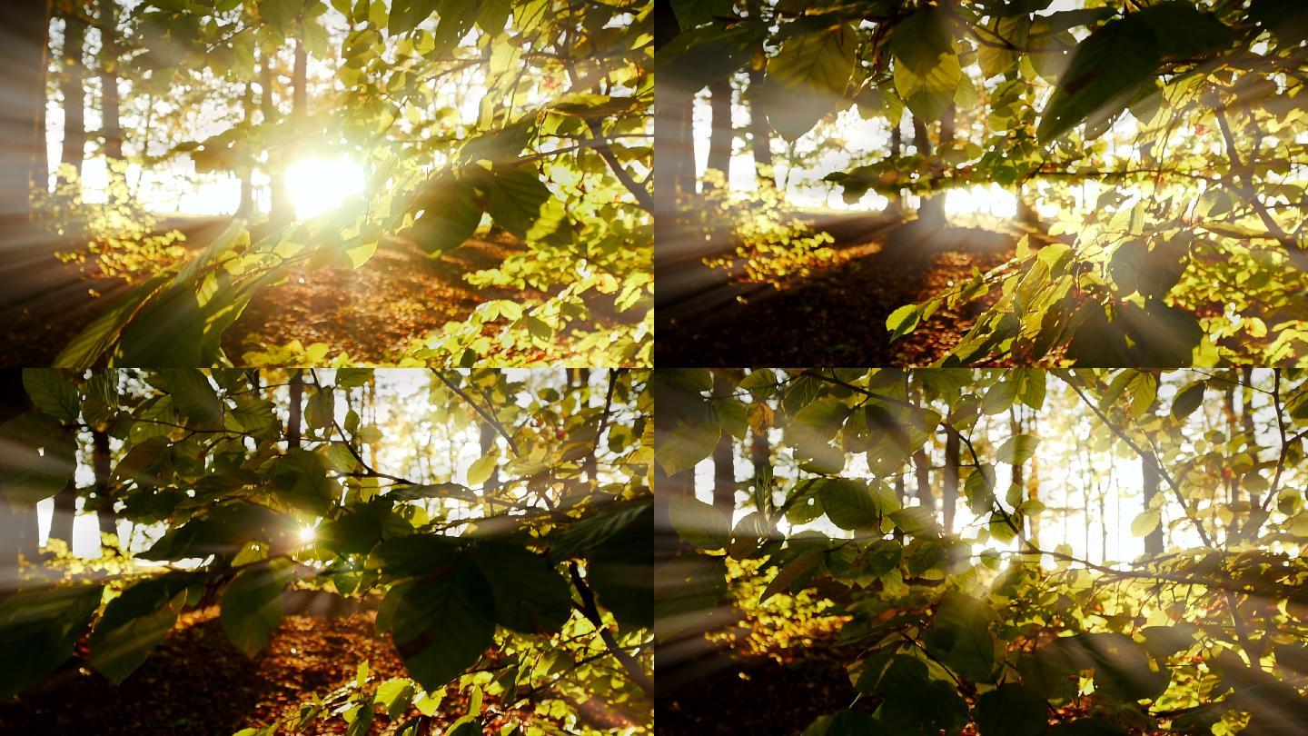 树木，草地，秋日阳光