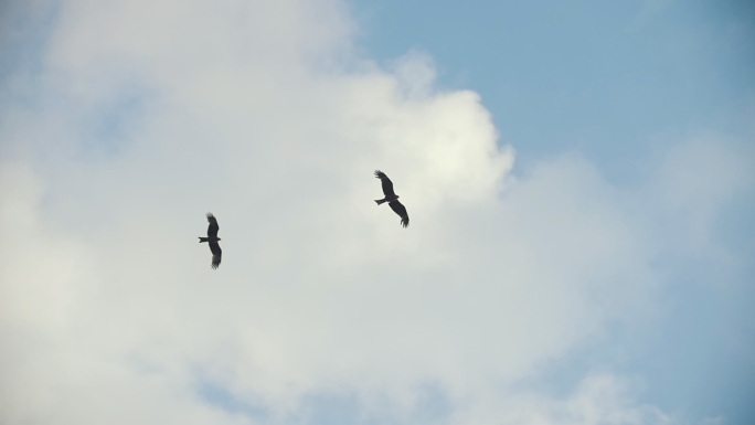 两只海鸥在蓝天上飞得很高
