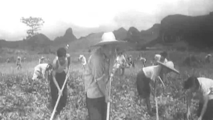 60年代70年代广西桂林农村农业施肥
