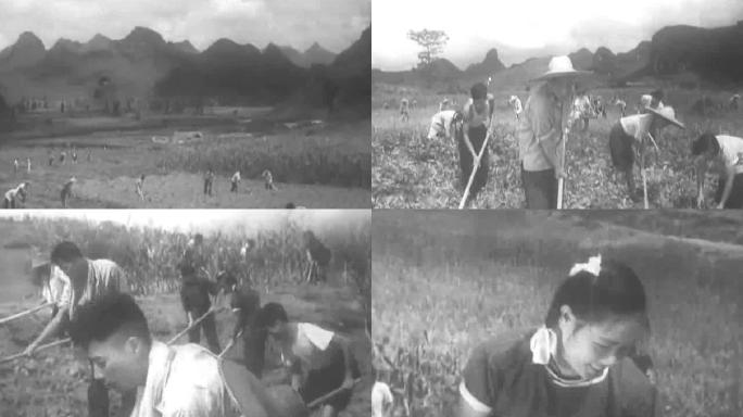 60年代70年代广西桂林农村农业施肥