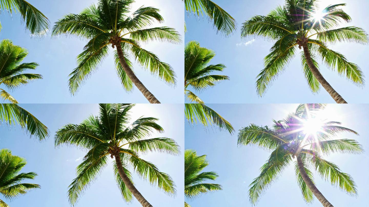 海滩椰子棕榈树的低角度视图