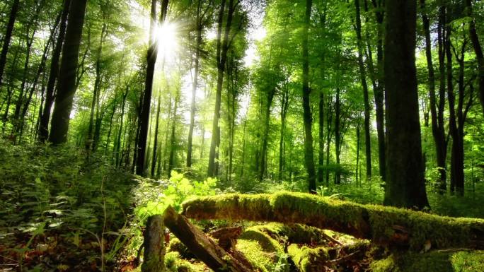 绿油油的森林阳光森林负氧离子绿色雨林
