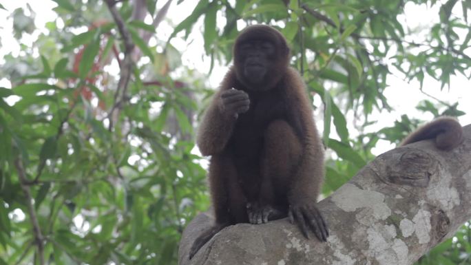 毛猴，亚马逊，秘鲁