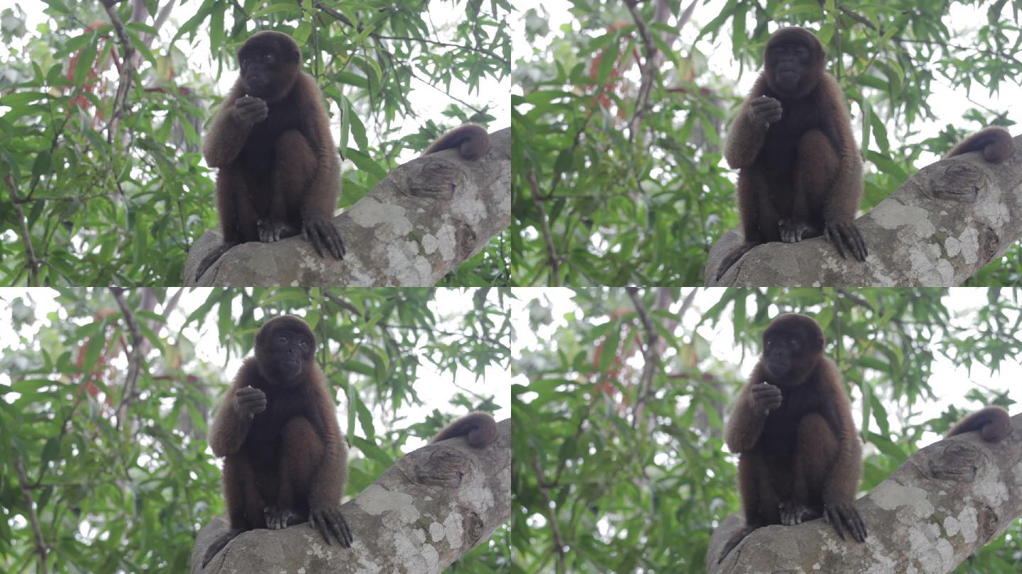毛猴，亚马逊，秘鲁