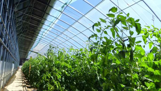 温室西红柿种植