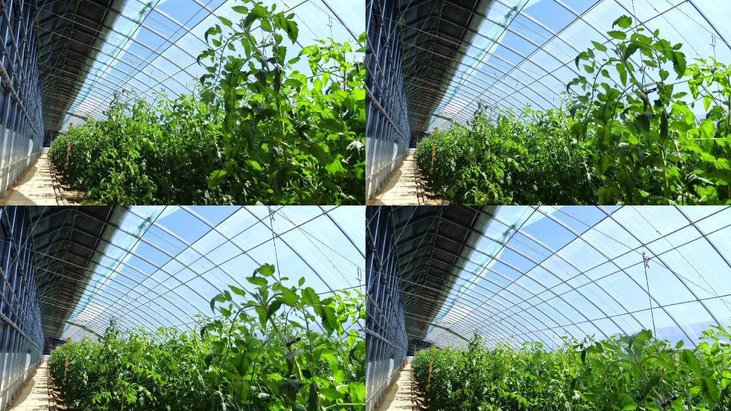 温室西红柿种植