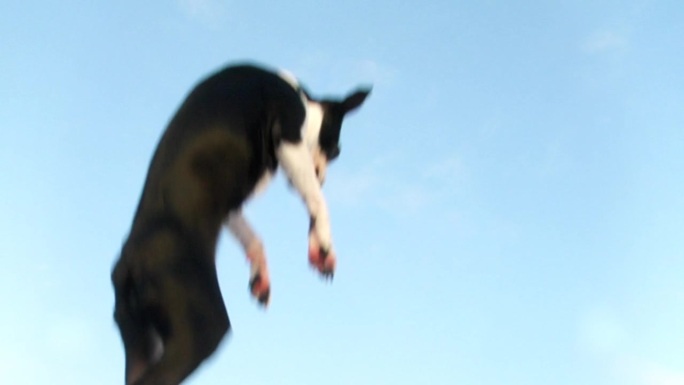 小狗在空中跳跃
