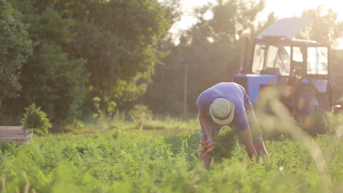戴帽子的年轻农民在有机农场的地里摘胡萝卜