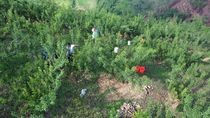 航拍镇宁六马蜂糖李产地大景